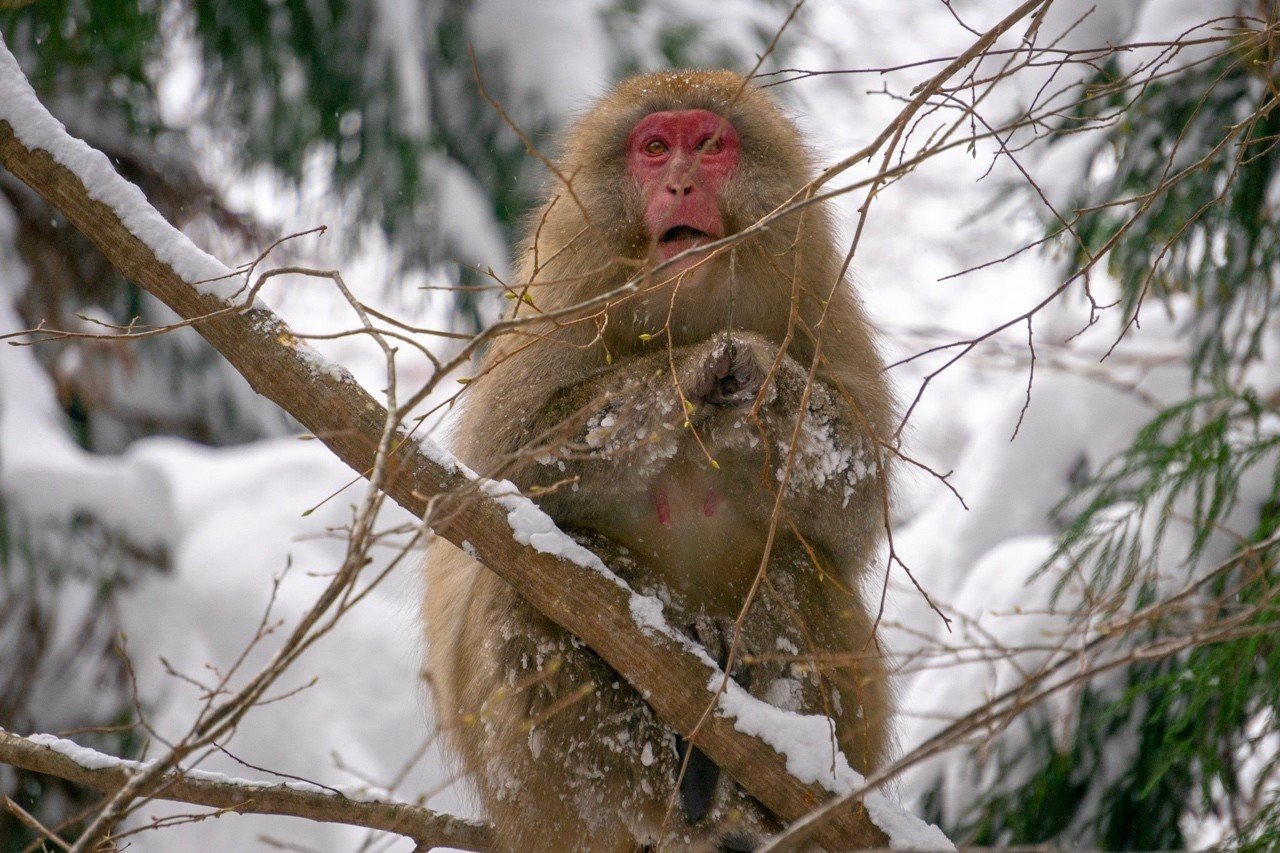 作家写真「雪の中、温泉でくつろぐ日本猿の写真」 作家写真「雪の中、