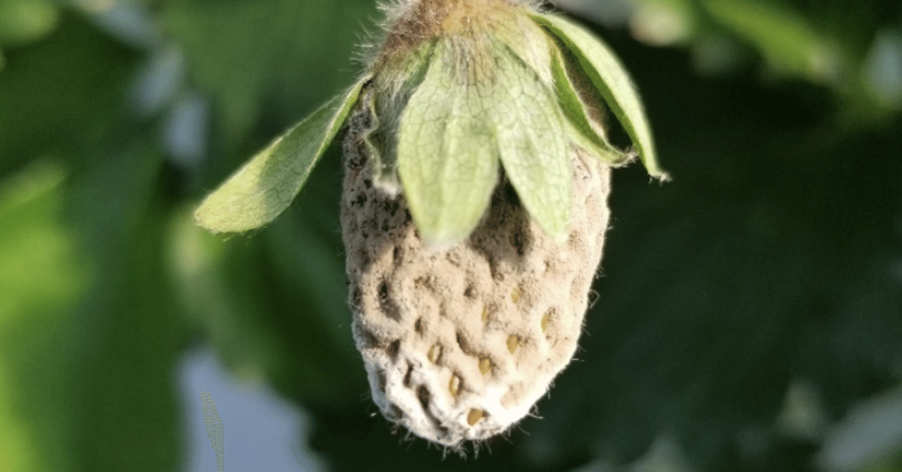 いちご｜灰色のカビが実にびっしり！｜灰色カビ病｜ミライ菜園