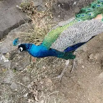 あおたま