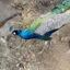 あおたま