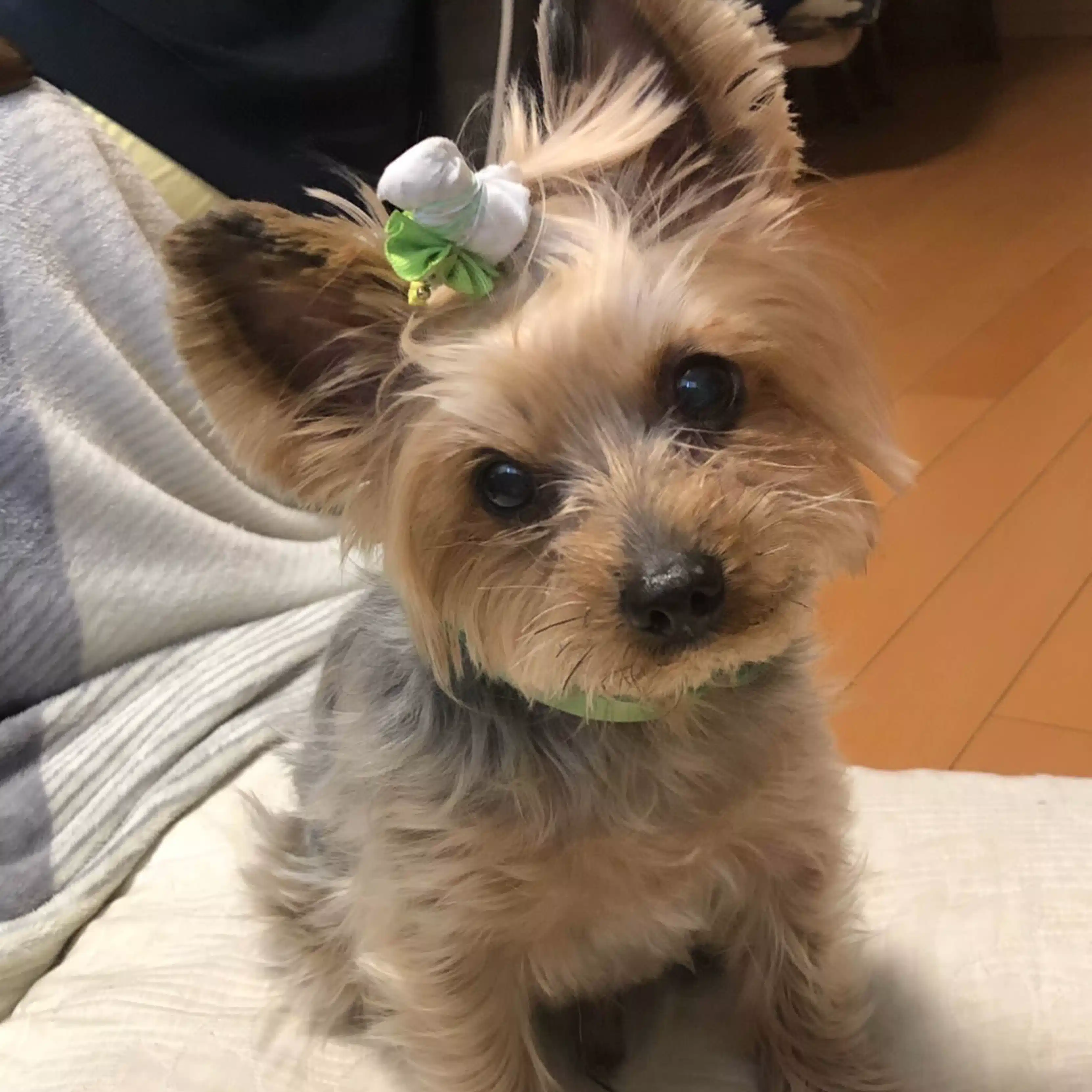 sora
