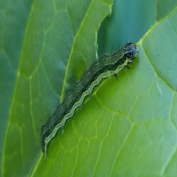ダイコン｜葉を食べちらかす強敵｜オオタバコガ｜ミライ菜園