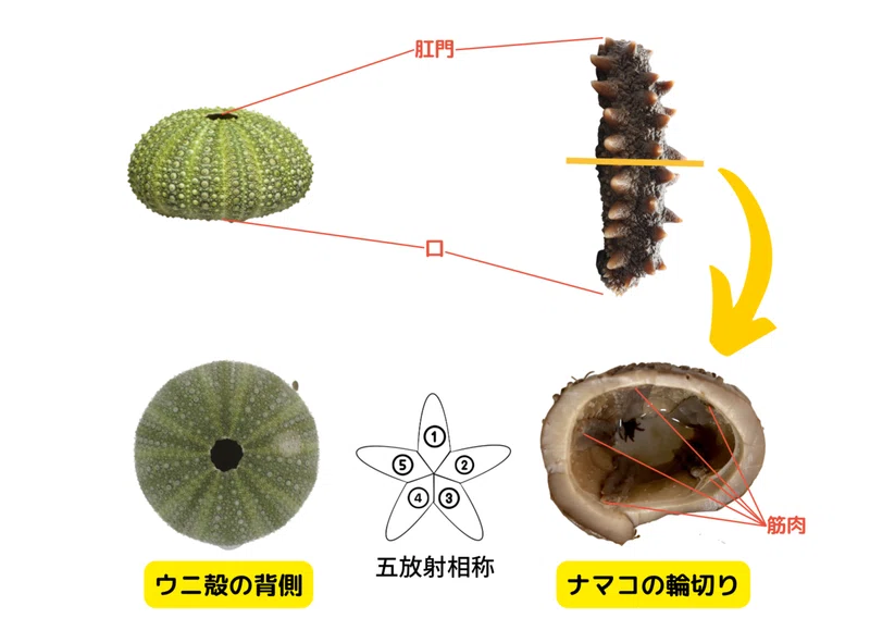 【磯の生き物図鑑】ナマコ/棘皮動物|ひとでちゃん/ 海洋生物の分類学者