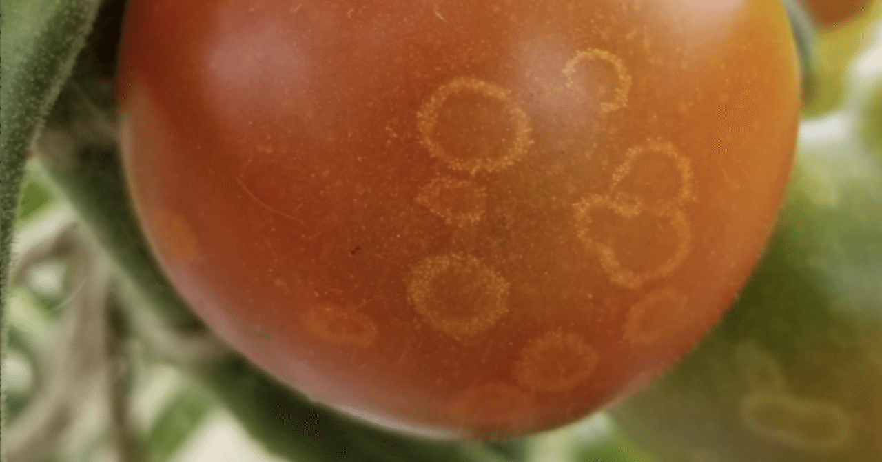 トマト｜白いわっかが目印｜ゴーストスポット｜ミライ菜園