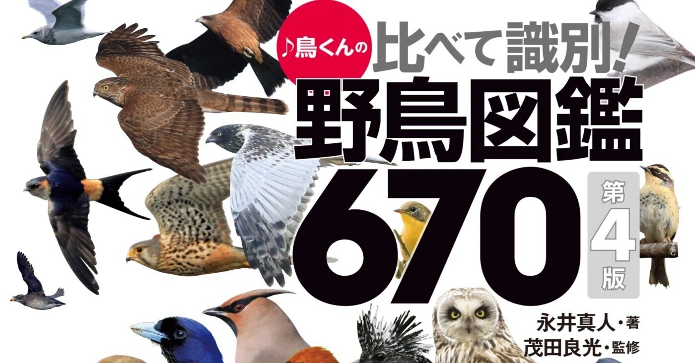 比べて識別！野鳥図鑑670第4版』図鑑写真の撮影裏話（第2回