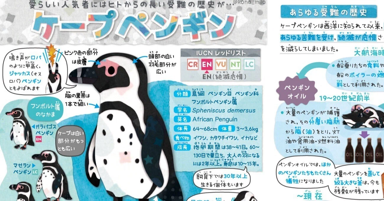 絶滅危機動物ファイル02「ケープペンギン」｜キクチミロ