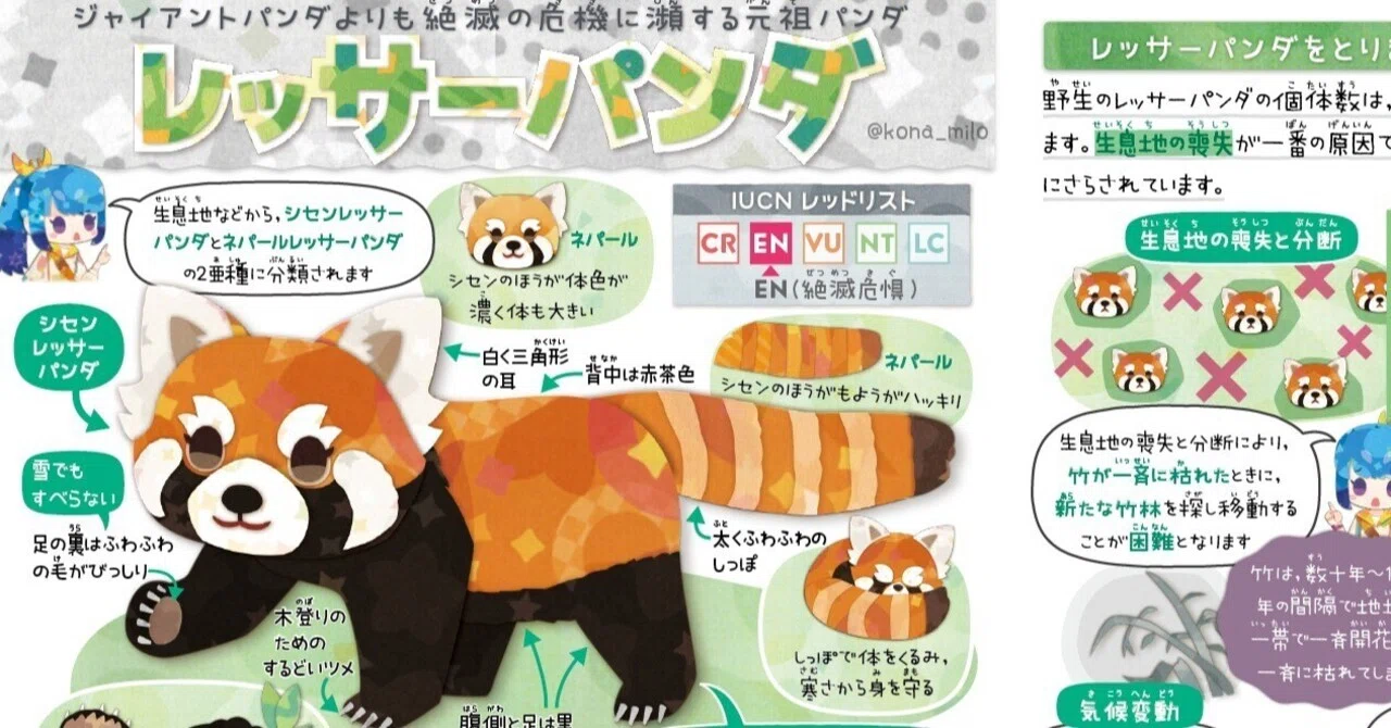 絶滅危機動物ファイル04「レッサーパンダ」｜キクチミロ