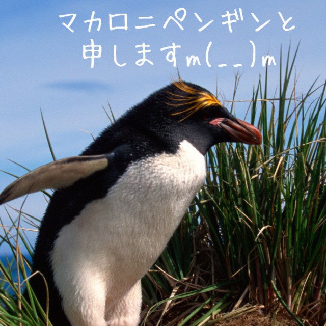 ペンギン