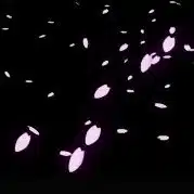 音無桜花