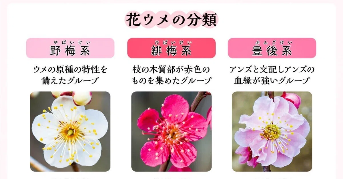 梅の種類と見分けかた ―専門家に聞く“花ウメ”の鑑賞法|ブンイチ(文一総合出版)