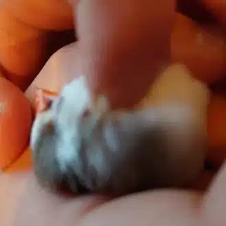 アカ