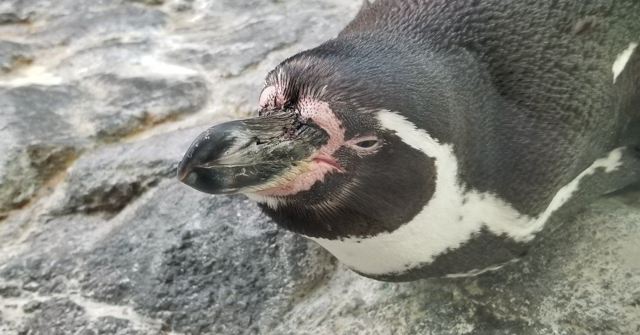 雑記 ペンギン摂取コンテンツ Azitarou Note