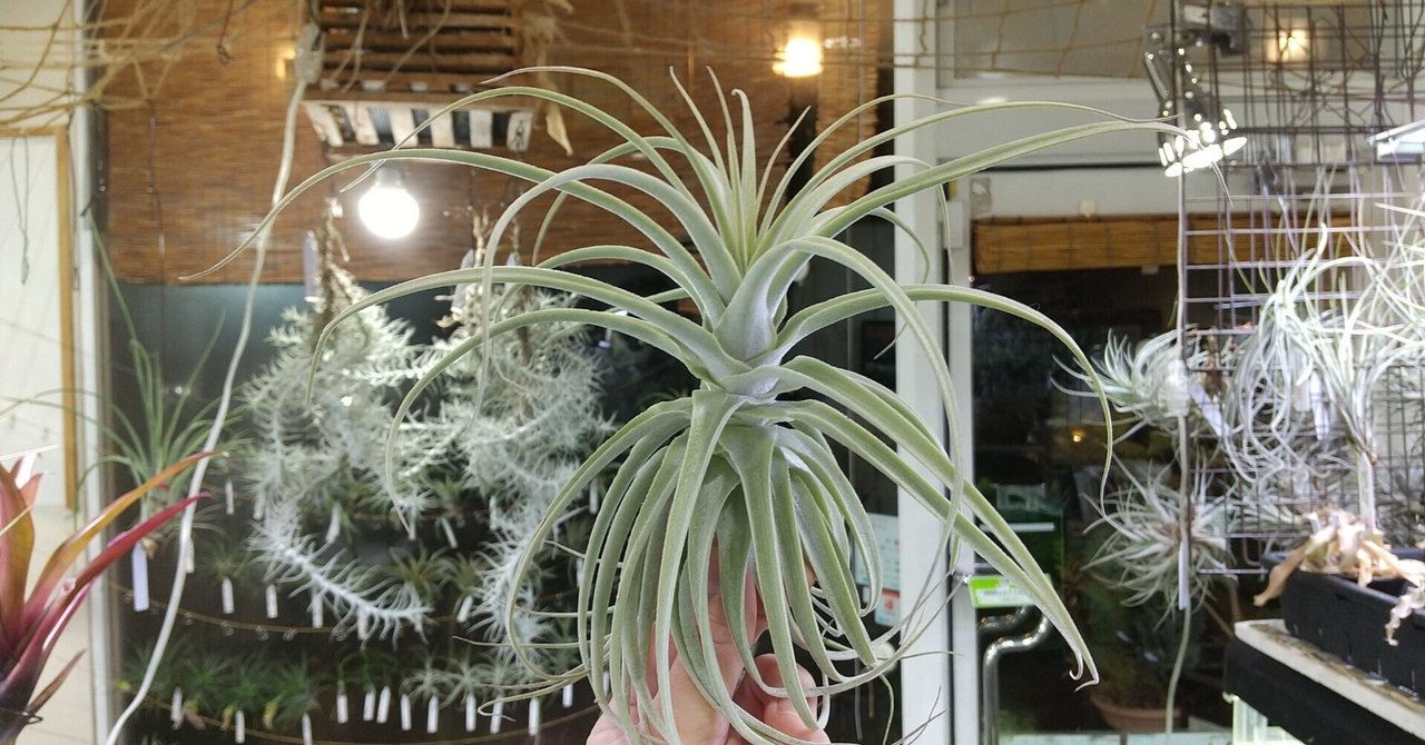 チランジア入荷リスト1/13|NatureGarden🌿神田 チランジア入荷リスト1/13|NatureGarden🌿神田