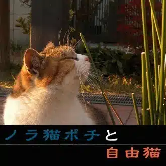 ノラ猫ポチ（猫の写真だけの場所）