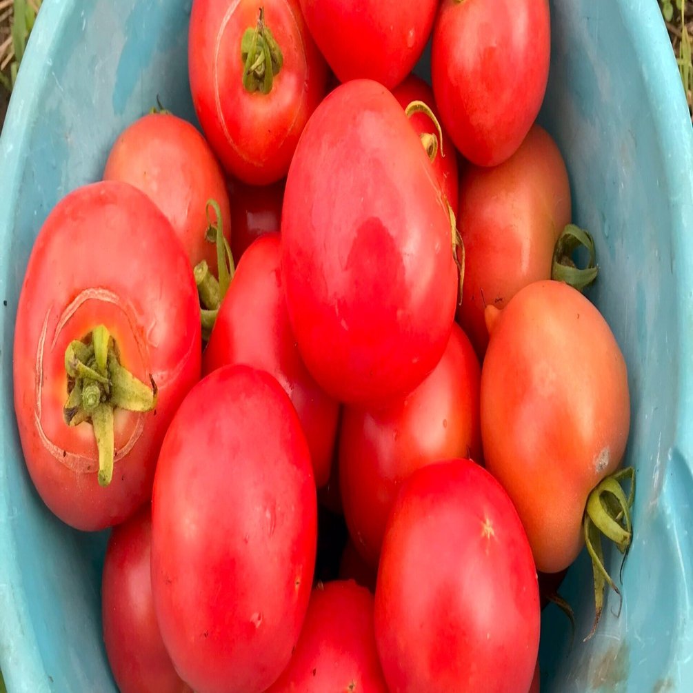 2022年、自家採種トマト栽培まとめ｜黒大根くん2.0