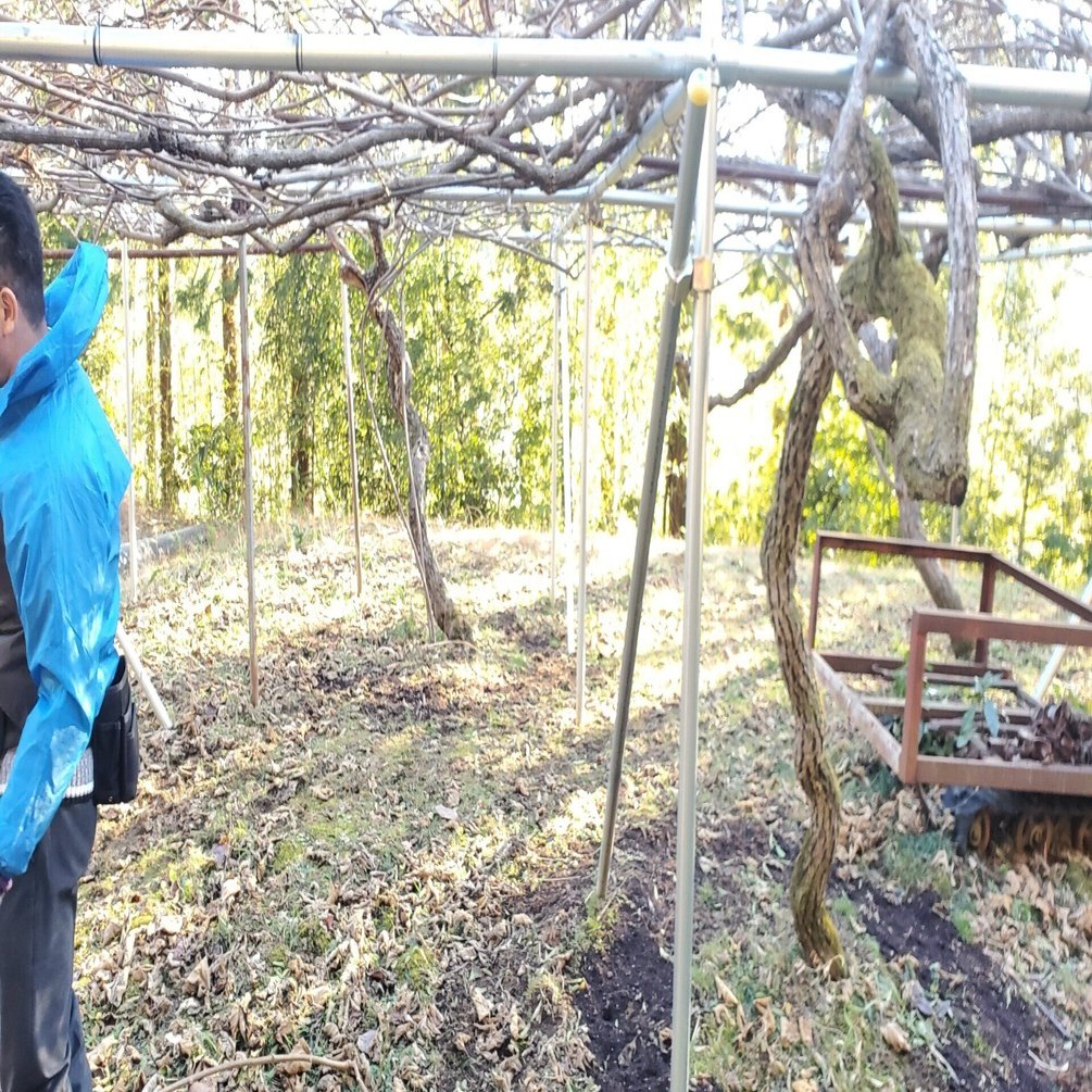 キウイの剪定 佐藤亜紀 大熊町 Fukushima Note