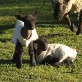 A little lamb