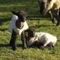 A little lamb