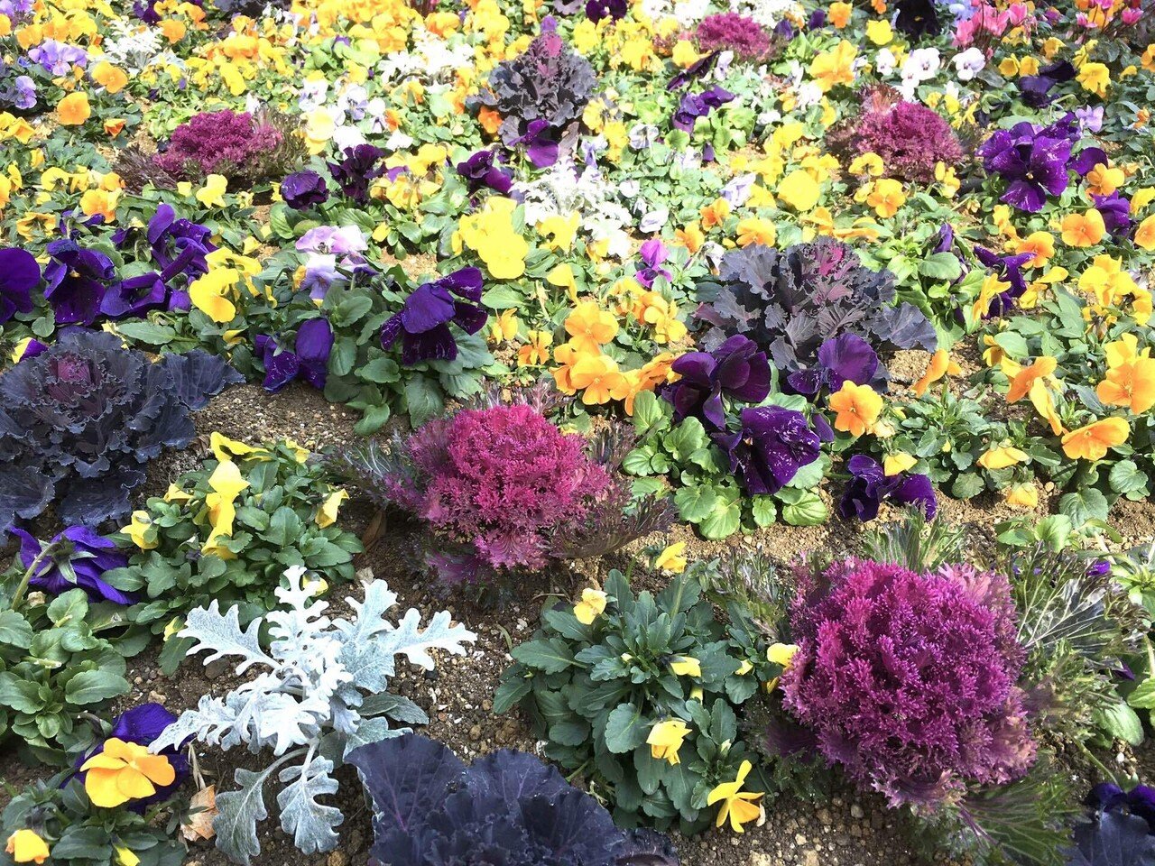 早く春よ来い おはようございます 今日の草花は パンジー 葉牡丹 その他諸々でにぎやか 花粉は厄介だけど 早く春よ来い 所用で築地に立ち寄ってから仕事場へ 午後からは新しい取り組みの仕組みづ 櫻田弘文 ブランディング プロデューサー Note