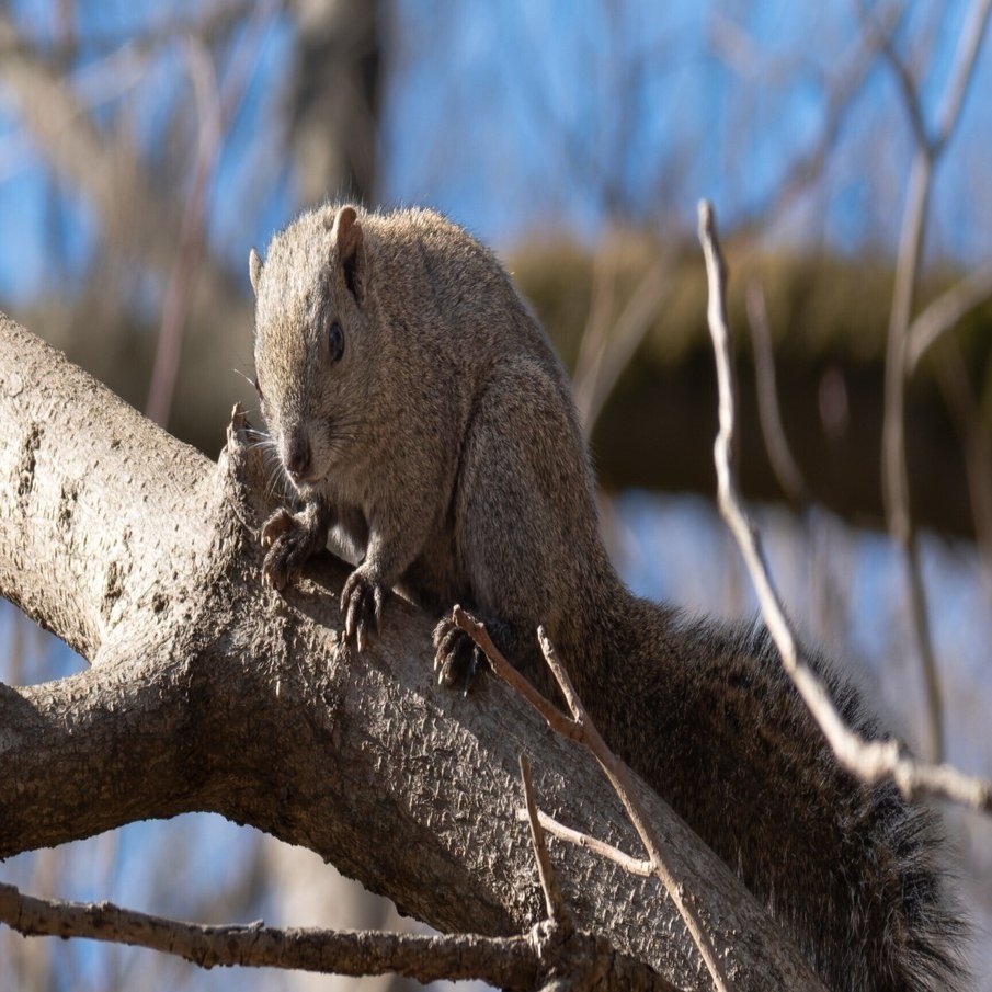 819 タイワンリス多すぎ｜RURI