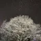 たまぼこ