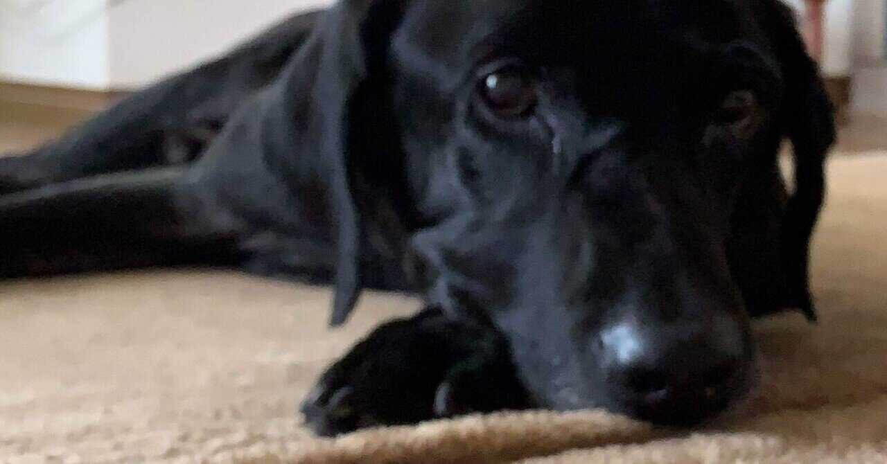 飼っていた犬の死から3年が経った。｜TORAKO