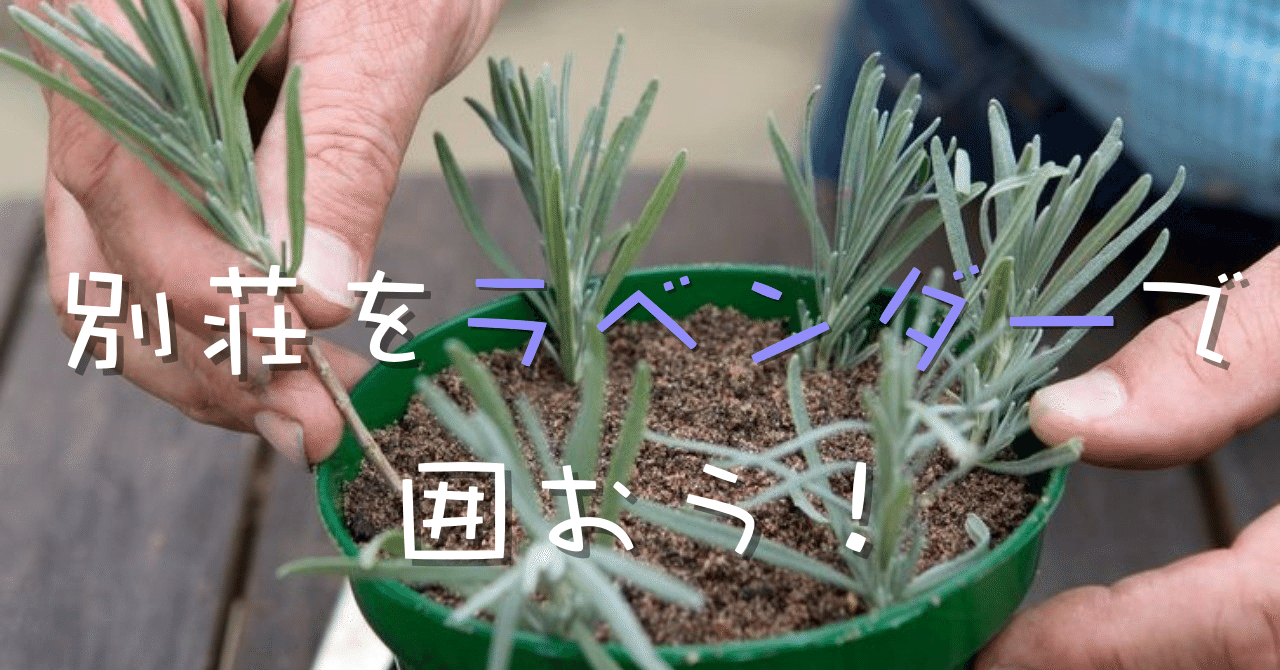 ラベンダーって挿し穂で増やせるんかいな！？｜エフゲニーマエダ（平成