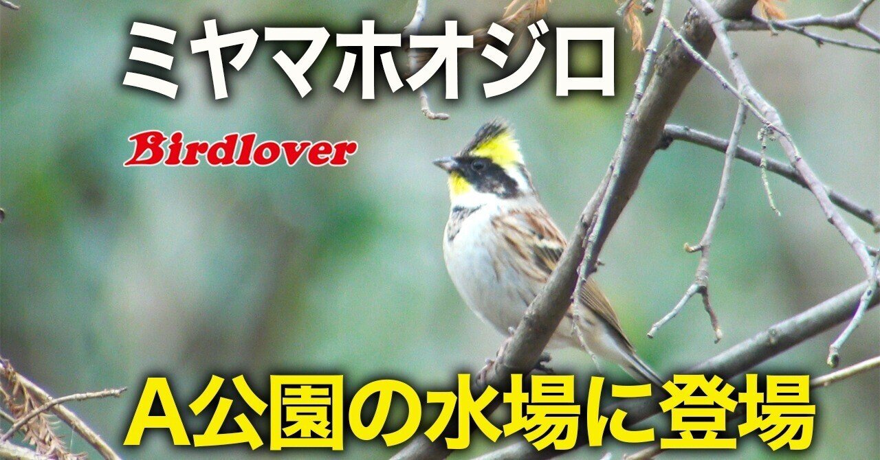 公園の水場に現れたミヤマホオジロ♂｜Birdlover