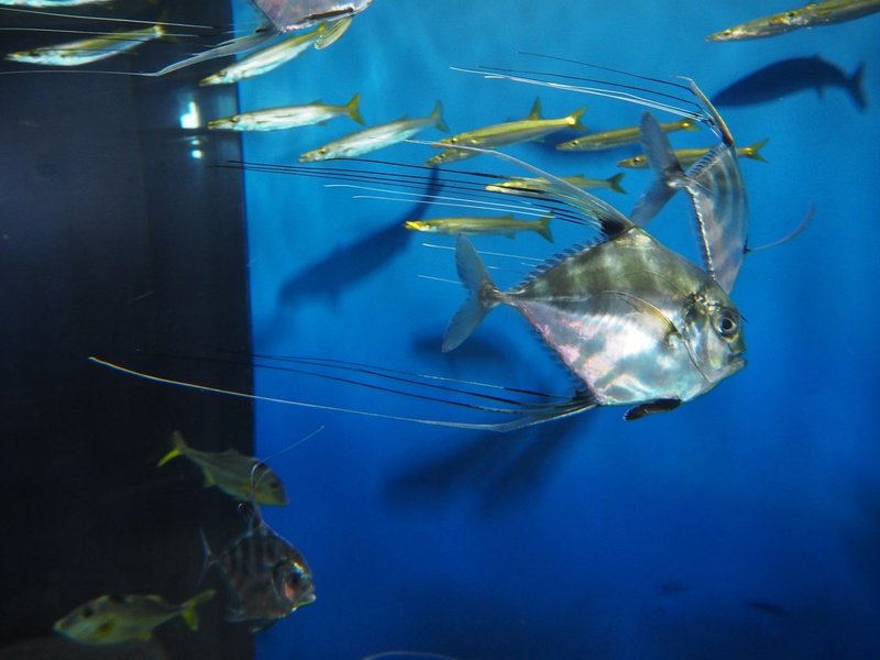 No 4 アクアワールド 大洗水族館 あり Note No 4 アクアワールド 大洗水族館 あり Note