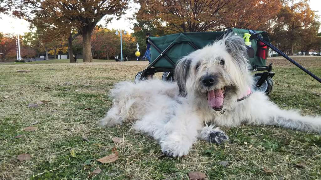 ららこメモリー シニア大型犬 Jyainyao Note