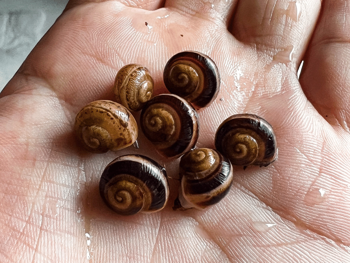 Helix Lucorum｜ENSiS/かたつむりまみれ