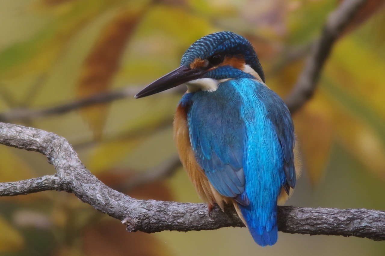 カワセミ卓鈴 第16回 カワセミ(1回目)｜翆野 大地