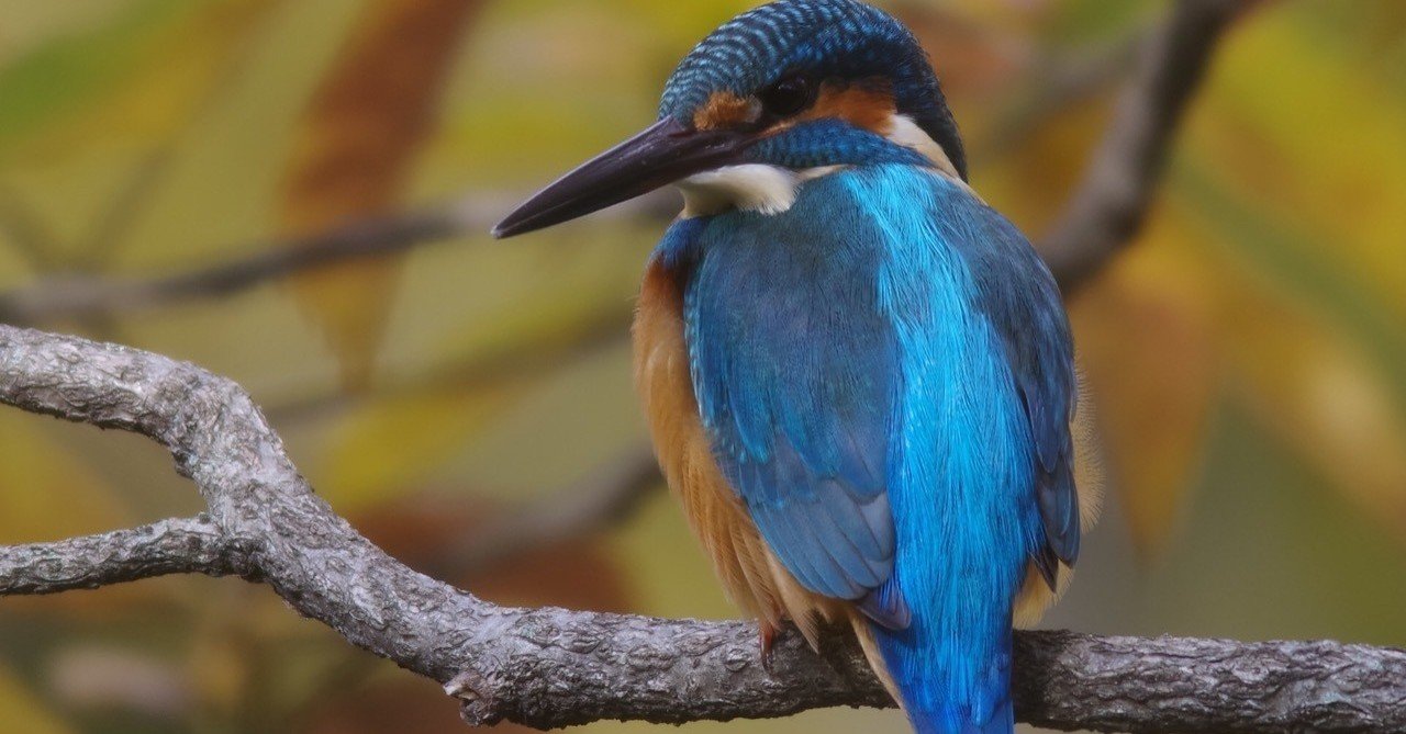 第16回 カワセミ(1回目)｜翆野 大地