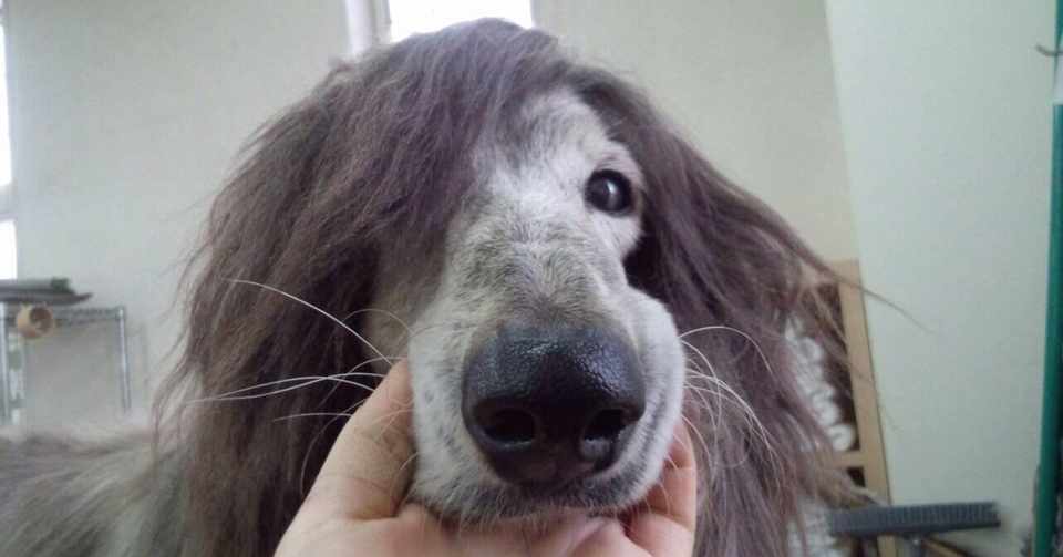 コミュ障わんこ ミントさん みみん Note