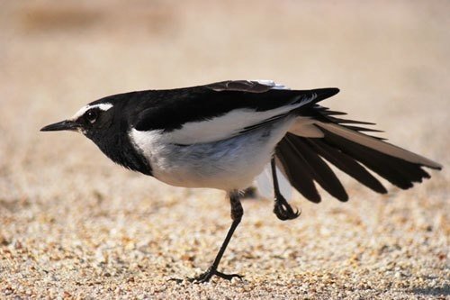 野鳥の面白い表情 翆野 大地 Note
