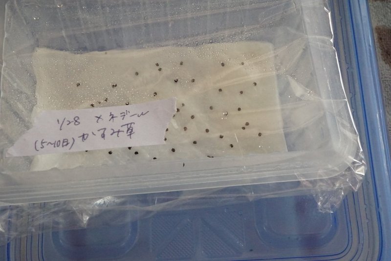 かすみ草の種まき ゆかこ Note かすみ草の種まき ゆかこ Note