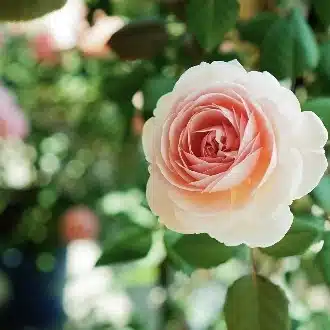 うつ畑