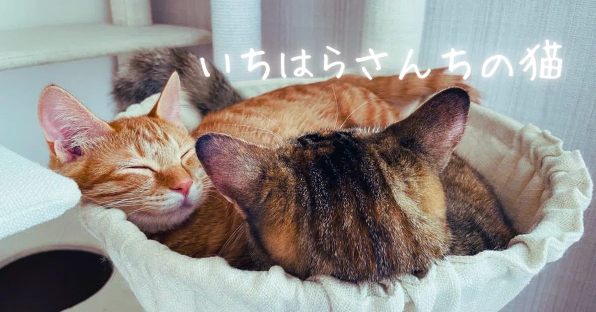 ニャーと鳴かない猫たち|MIU