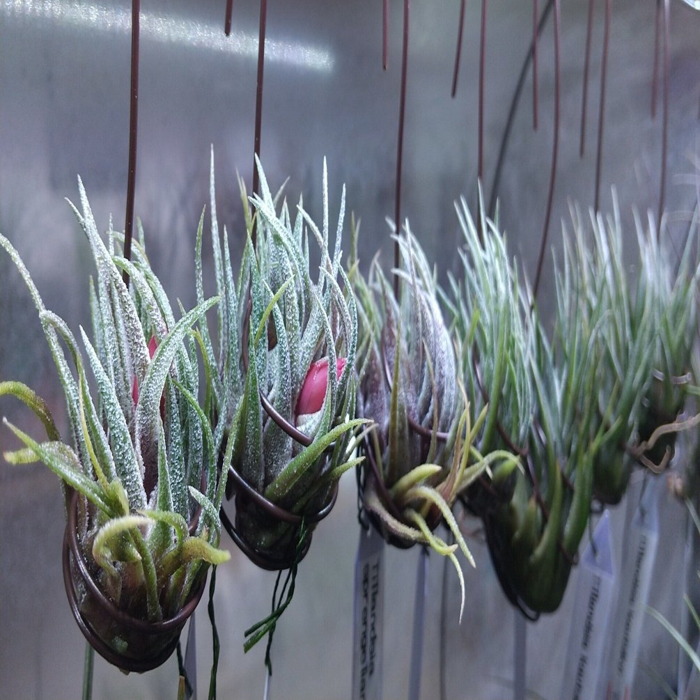 Tillandsia Chapeuensis 速達発送 チランジア入荷リスト1/28｜NatureGarden🌿神田