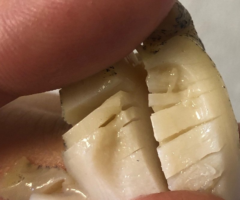猛毒注意 だけど美味い つぶ貝を食す ゆーたろー 和の料理人 Note