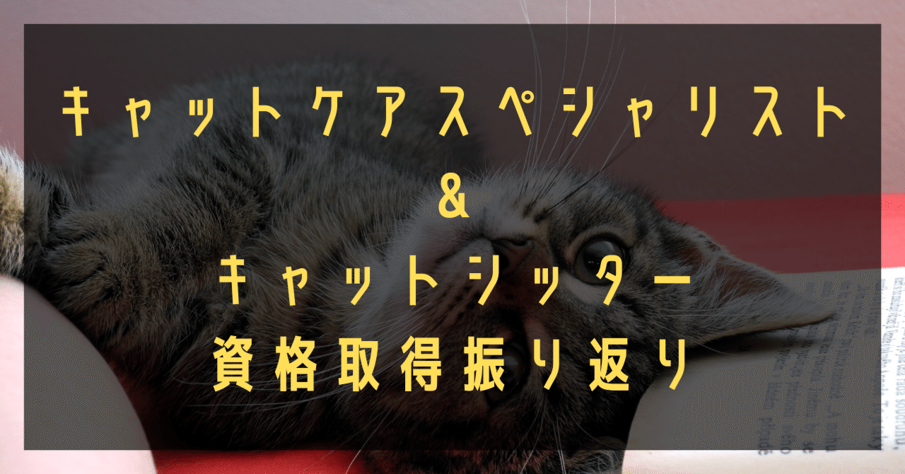 キャットケアスペシャリスト&キャットシッター資格取得 振り返り