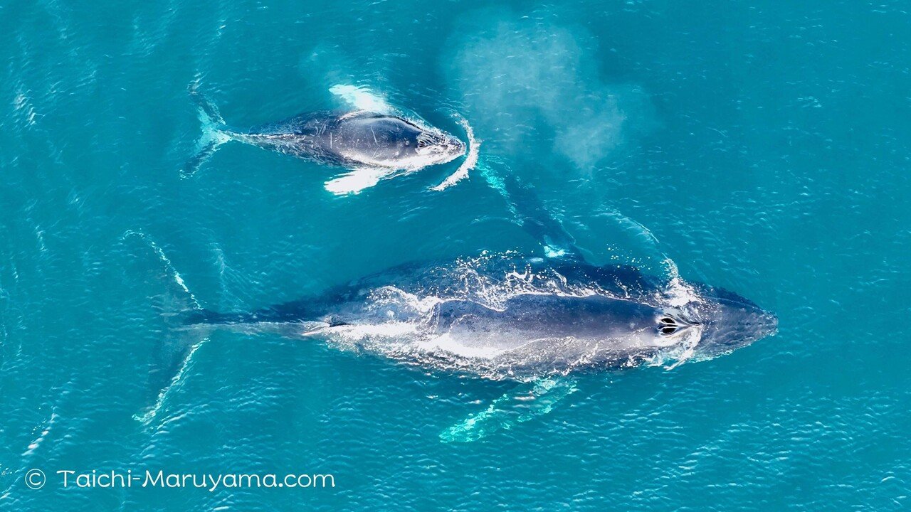 Mapa global da localização da baleia-franca do Atlântico Norte