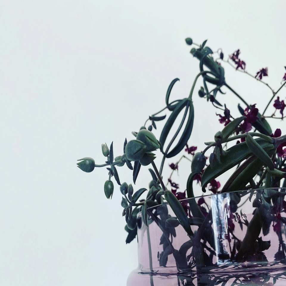 珍しくてかっこいい多肉の切花 黒錦蝶(コクキンチョウ)｜こすぎゆみこ