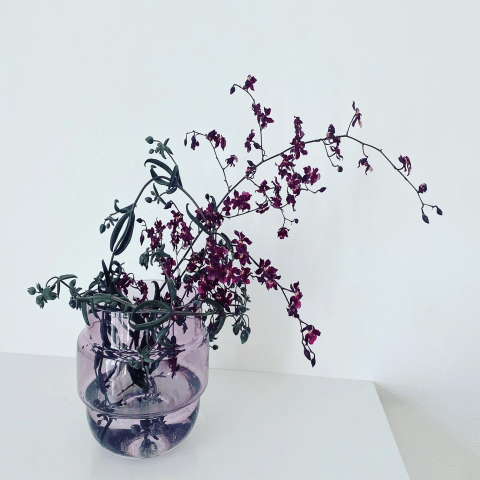 珍しくてかっこいい多肉の切花 黒錦蝶(コクキンチョウ)｜こすぎゆみこ