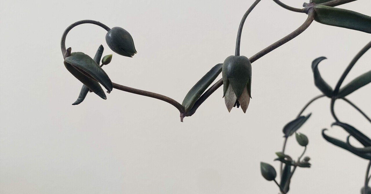 珍しくてかっこいい多肉の切花 黒錦蝶(コクキンチョウ)｜こすぎゆみこ