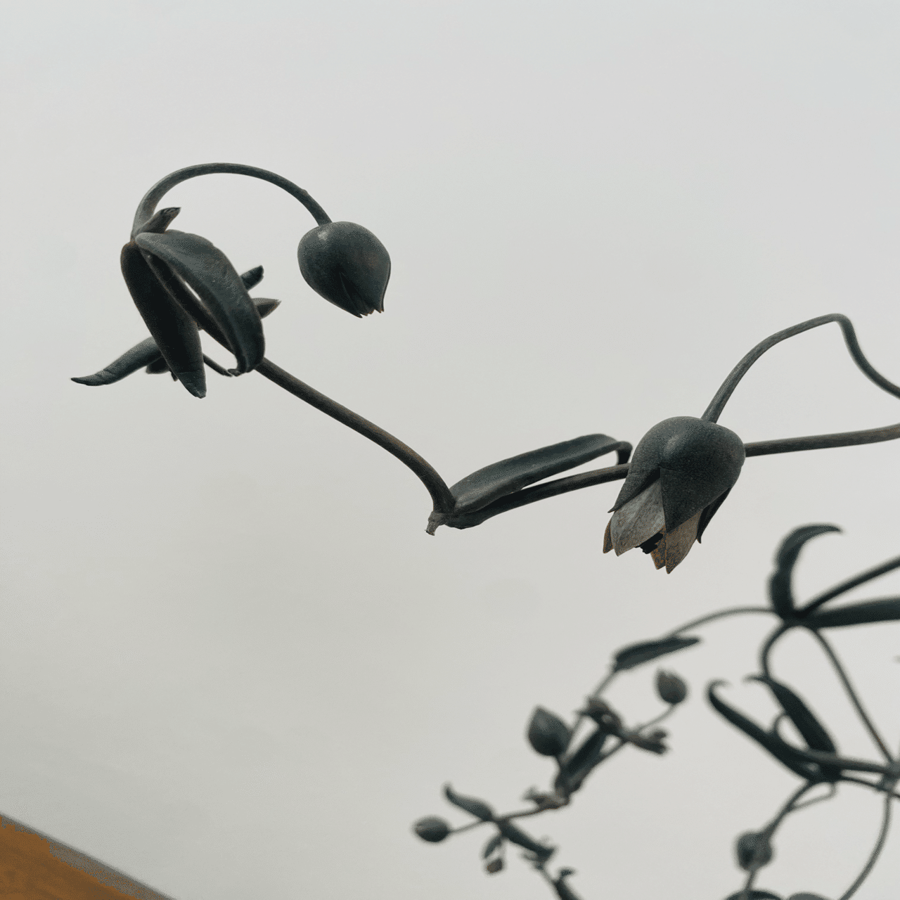 珍しくてかっこいい多肉の切花 黒錦蝶(コクキンチョウ)｜こすぎゆみこ