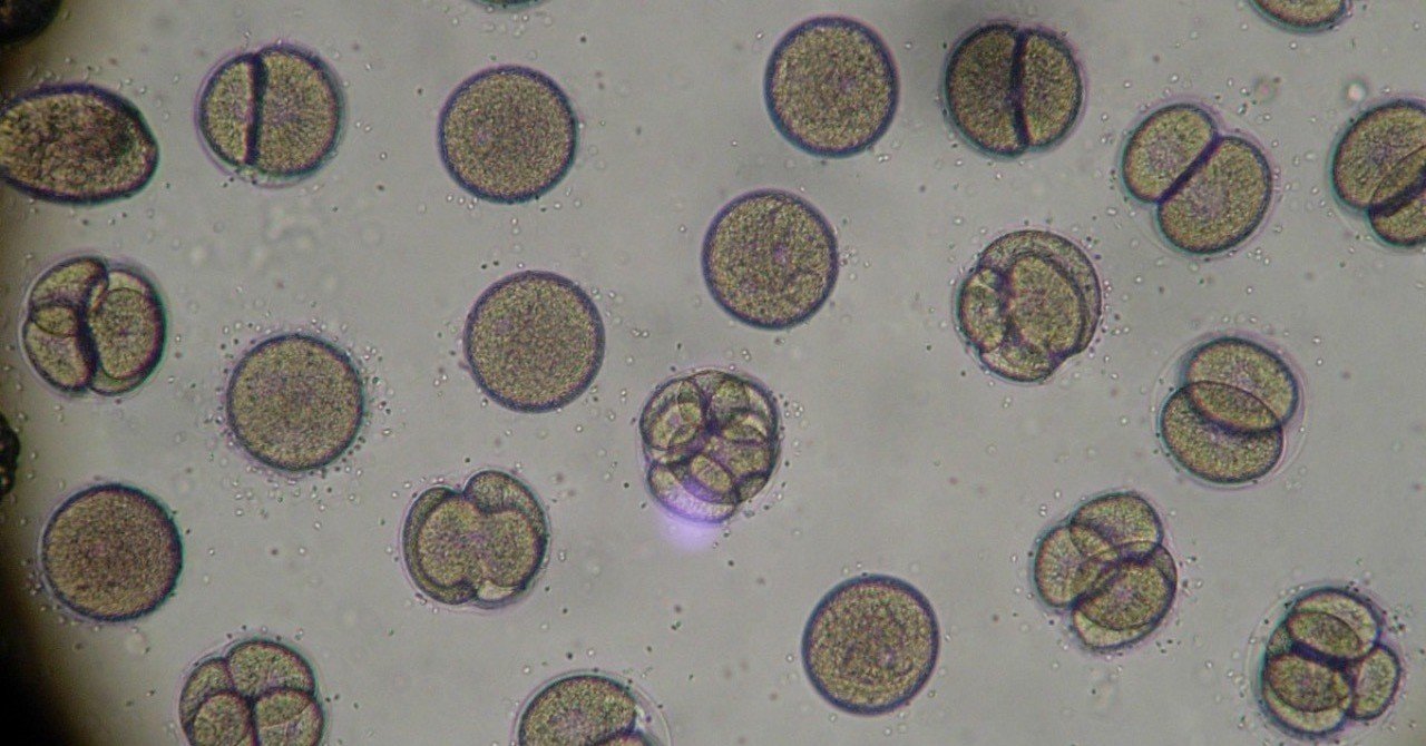 新陳代謝する身体 chikahiro hanamura note