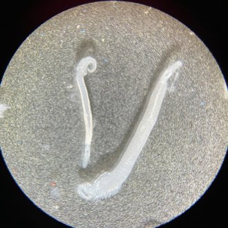 さかなとムシの研究所