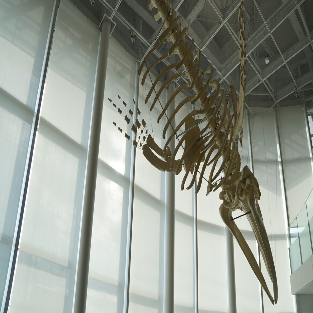 昭島市 アキシマクジラに関するスポットとアキシマエンシス「ギョッ