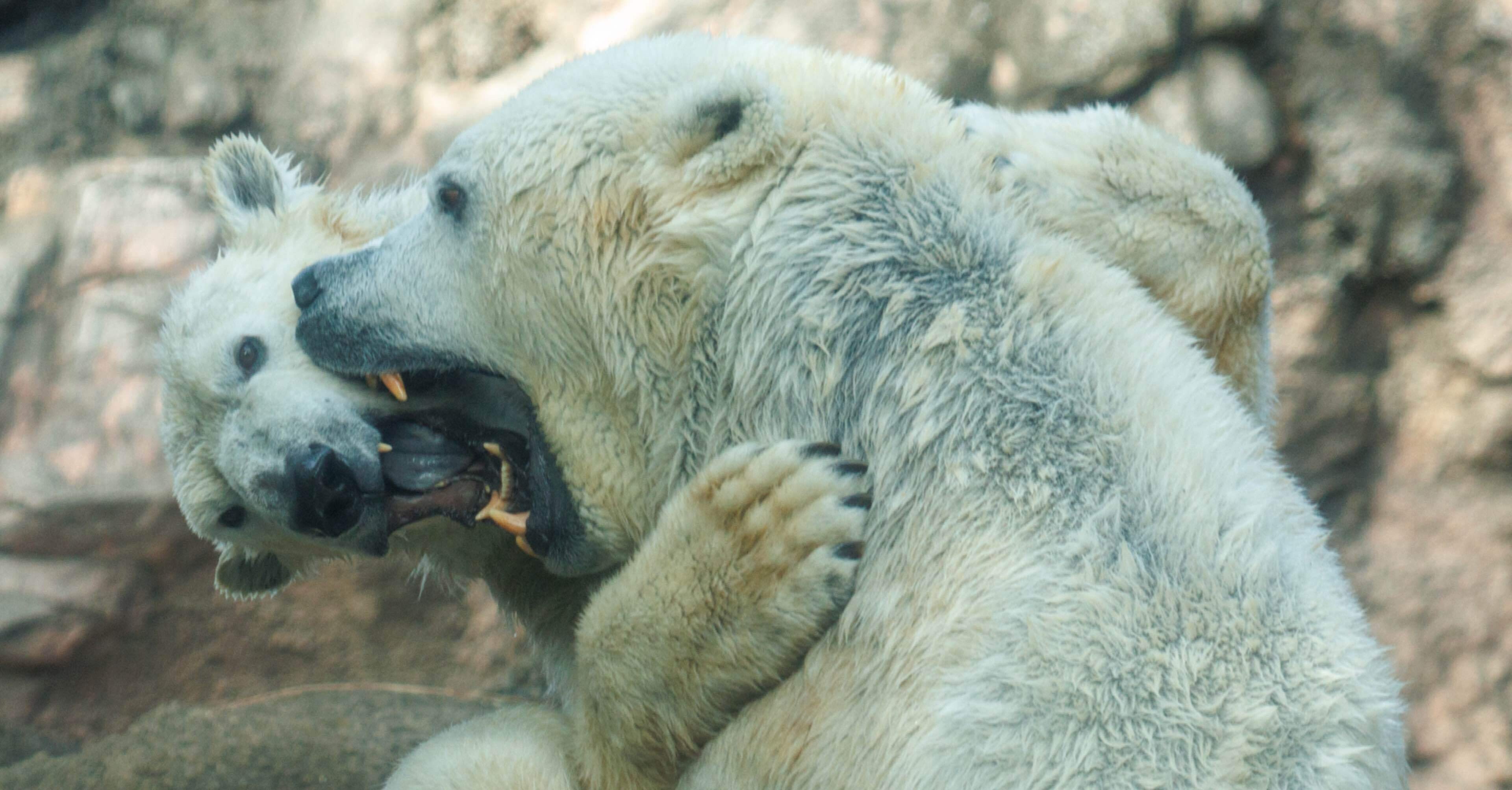 ホッキョクグマのラブラブ夫婦｜ヤマト@生き物が好き！